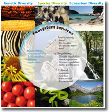 eco-assets